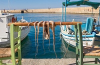 Les poulpes de Chania